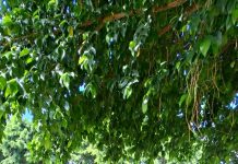 Tanamkan Semangat Cinta Tanah Air,Bakesbangpol Sleman Gelar Talkshow